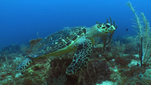Hawksbill Turtle swimming over coral reef in St. Eustatius marine park