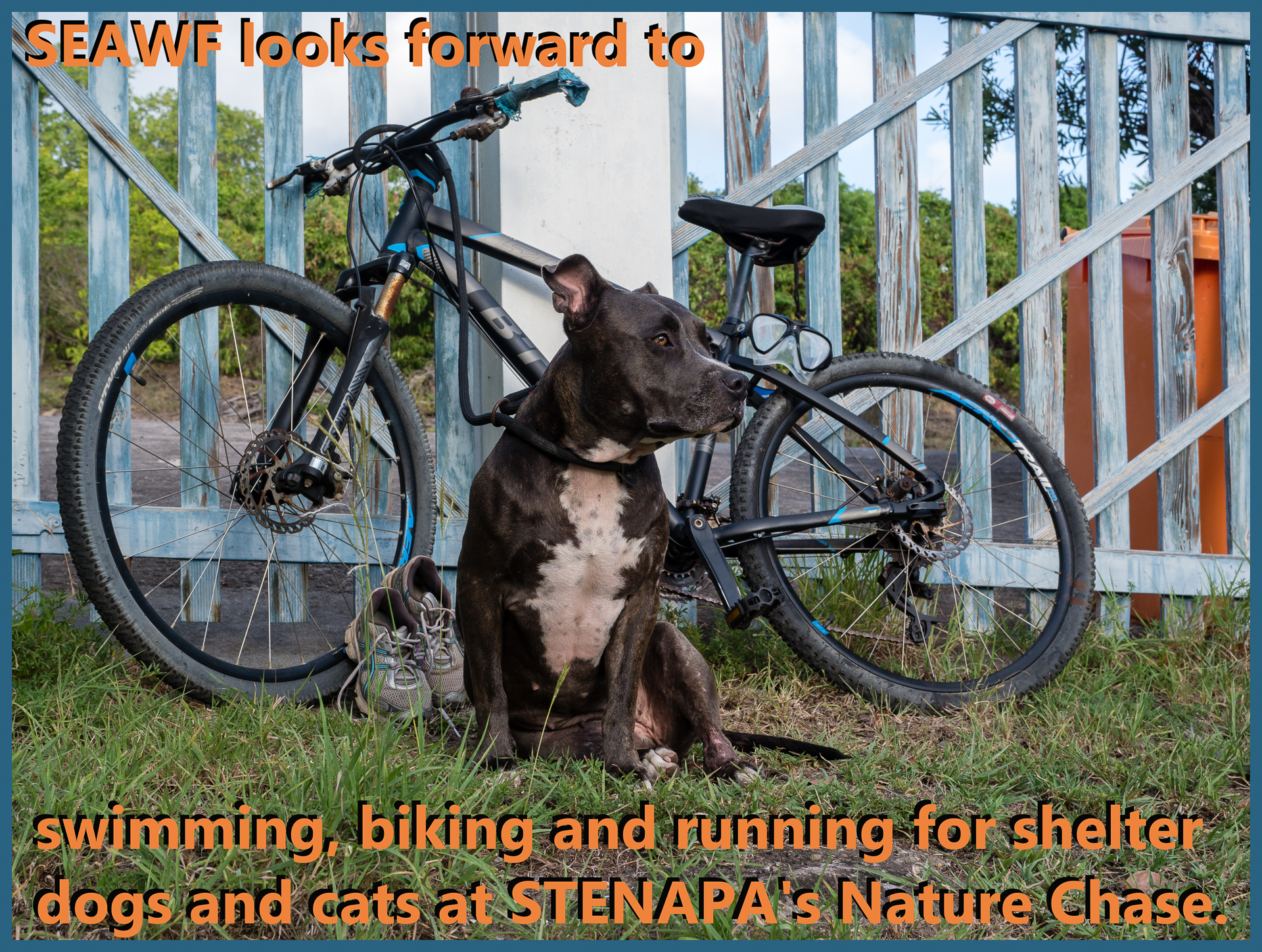 🌧 After the dark rainy days, Nicki got onto her bike again today. After all, only one week left until the National Park Nature Chase organised by STENAPA on Statia Day, Wednesday, 16th of November.

🤪 It didn't go easy ... So more training is needed to present the animal shelter to the best of our abilities. Join the chase, volunteer to help out at the event or just cheer us all on.

🤩 No matter the position and time, in the end, we are all excited to take part in this wonderful event and will do our best to enjoy nature whilst we are chasing from one national park to another. For the finish at the entry of The Quill Nationalpark, we bring the dogs of the animal shelter to celebrate with the team and get to know more nature and animal lovers on this island. 

😍 Btw, we are pretty impressed by the ones doing all three legs by themselves. We have Yoeri for the swimming, Nicki biking and Jenny running/hiking and all the love and support from the rest of the volunteers as well as the cats and dogs at the shelter.

Browse through the stories and pictures of our dogs here: https://devocean-pictures.com/animal-shelter-in-statia-adopt-a-dog/ (link in bio).

#adopt #adoptadog #adoption #adoptcats #naturechase #stenapa #triathlon #running #biking #hiking #swimming #nationalparks #statia #eustatius #adoptdontshop #caribbean #dutchcaribbean #caribbeannetherlands #animalshelter #statiaday #November2022 #training #statiatourism #rainyday #lookforward #devotion #devocean #seawf #animalshelter #smokey