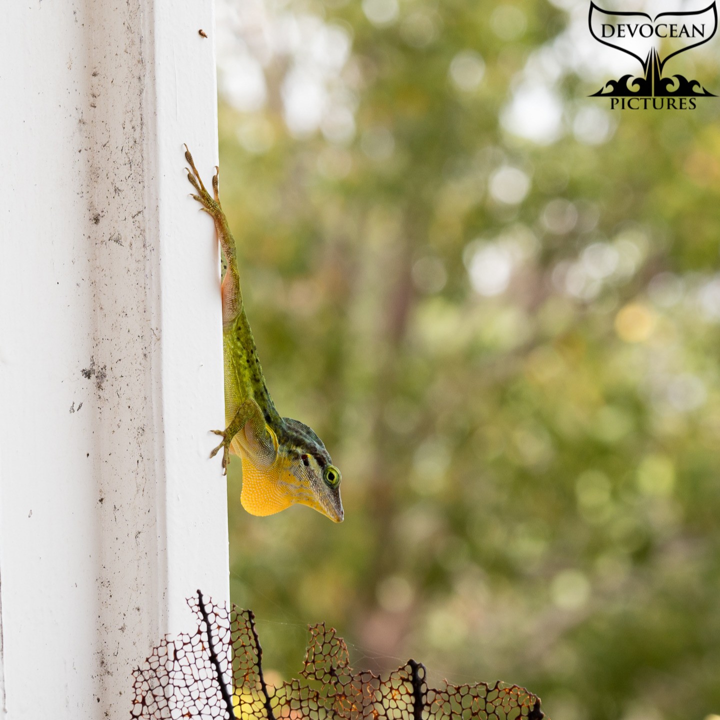 💚 Why we love Statia?

🍀 Nature at our doorstep! Actually, nature on our veranda in this case. The Green Tree Lizard (Anolis bimaculatis) is a frequent visitor. 

🐝 This morning he eyed the bees drinking at their water bowl. Not sure, that is the best snack available ... Though this lizard is strict insectivore and maybe developed a technique to eat bees without getting hurt.

✌ Wikipeadia doesn't specify its food source any further but throws in some more common names: "Anolis bimaculatus, the panther anole, also known as the St. Eustatius anole or Statia Bank tree anole, is a species of anole lizard that is endemic to the Caribbean Lesser Antilles. It is found on the St. Kitts Bank of islands, which comprise Saint Kitts, Nevis, and Sint Eustatius." I didn't know Statia is part of the St. Kitts Bank of islands but it has a nice ring to it. 

👉 Clearly, common names vary a lot. That's why it is best to also include a scientific name. Even though a lot of the names derive from Latin, it is not the only source for scientific names. However, the endings of the words are put into Latin, even if the word originates in Greek. Confusing? That’s science for you! 😘

🧐 We keep on eye out for our green friend in order to capture its hunting activity one of these days.

#natureatyourdoorstep #lizard #green #dewlap #Anolisbimaculatus #statia #statiabank #visitstatia #discoverstatia #eustatius #dutchcaribbbean #caribbeannetherlands #caribischnederland #garden #statializard #classification #scientific #species #islandlife #inselleben #exploreyourbackyard #lovestatia #love #travel #explore #savenature #observe #devocean #devotion #insectivore