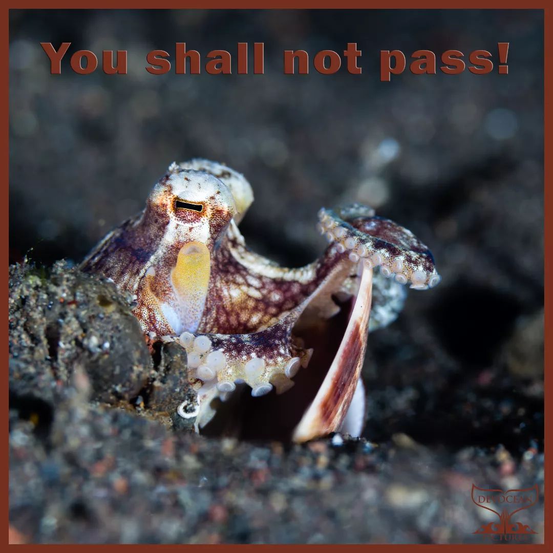 Unless you are invited! 😆
Or you bring some food along! 😋

Throwback Thursday: Amed, Bali, Indonesia spring 2020 
The island is in a soft lockdown. Under the cover of darkness, we venture out for a dive. 

At first, the coconut octopus (Amphioctopus marginatus) grabbed his shells - there are not always coconut husks available - to seek shelter. As soon as he noticed that my focus light was attracting tiny worms and other plankton he let down his guard though. Making use of my presence, he caught as much as he could while the water was rushing by. The strong and changing currents occurring day and night in the bay of Amed, Bali, often made it a little tricky to photograph. 

Octopus, cuttlefish and squid are in a class of their own in multiple ways. Classified as cephalopods they lack a backbone in their soft bodies but show remarkable intelligence for invertebrates. These savvy softies arouse a great deal of interest in divers and scientists alike.

Read more about these wonderful creatures and their magical transformations in "Savvy softies: Octopus, cuttlefish and squid" on our website (link in bio: Photography → Underwater photography).

#amed #Bali #indonesia #coconutoctopus #octopus #softies #devocean #devotion #warmregards #postcard #greetings #postkarten #diving #tauchen #duiken #plongee #bucear #menyelam #scuba #macro #nightdiving #Amphioctopusmarginatus #Amphioctopus #islandlife #inselleben #lockdown #2020 #throwbackthursday #tbt #cephalopod