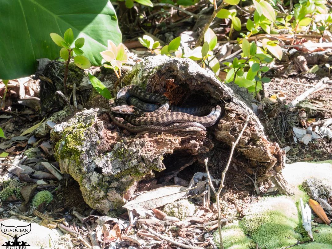 Chilling in the sun! Happy Sunday 🌄

🌱 When watering our vegetable garden yesterday we disturbed a Red-bellied Racer (Alsophis rufiventris) sunbathing. Unfortunately, we didn't have a camera ready. The one on the picture we spotted up on the path to Mazinga the highest point of the volcano Quill on St. Eustatius.

🐍 This harmless snake species can be found only on Statia and Saba these days, after the Indian Mongoose (Herpestes auropunctatus) was introduced on St. Kitts and Nevis over 150 years ago. Meant to kill the poisonous snakes on plantations as it is immune to them, the mongoose didn't stop there. The carnivorous mammal reproduced happily wiping out all snakes on the islands.

📣 A good reminder to not mess with the balance within ecosystems by introducing alien species. 

🌳 On Statia and Saba, the racer plays a key role in regulating small reptile and amphibian populations. Even though threatened by other invasive species like black rats (Rattus rattus) and cats (Felis catus) the population was considered stable. Therefore, the @International Union for Conservation of Nature (IUCN) downgraded the status of the species from "endangered" to "vulnerable" in 2016.

🌬 But then Irma and Maria, two category 5 hurricanes, hit both islands in 2017 causing a lot of damage to the ecosystems. Loss of habitat, reduced number of prey, and direct mortality of racers raised concerns.

📉 Hannah Madden from the Caribbean Netherlands Science Institute (CNSI) and Lara Mielke from Saba Conservation Foundation joined forces to conduct a survey using line transects in different vegetation types. Density estimates for Statia (2019) are lower than Saba (2021), although both are in decline according to the researchers. Unfortunately, there is not enough data from before the hurricanes for modelling the trend in detail. They published an article on the website of the @dcnanature too. Just go to dcnanature.org/red-bellied-racer to read the details.

😍 In any case, we call ourselves lucky to have one in the garden. 🤞 for pictures!

#racer #snake #quill #stanapa #dcna #cnsi #Eustatius #Statia #naturenews #caribbean #redbellied #devocean #devotion #Saba #iucn #vulnerable #enda