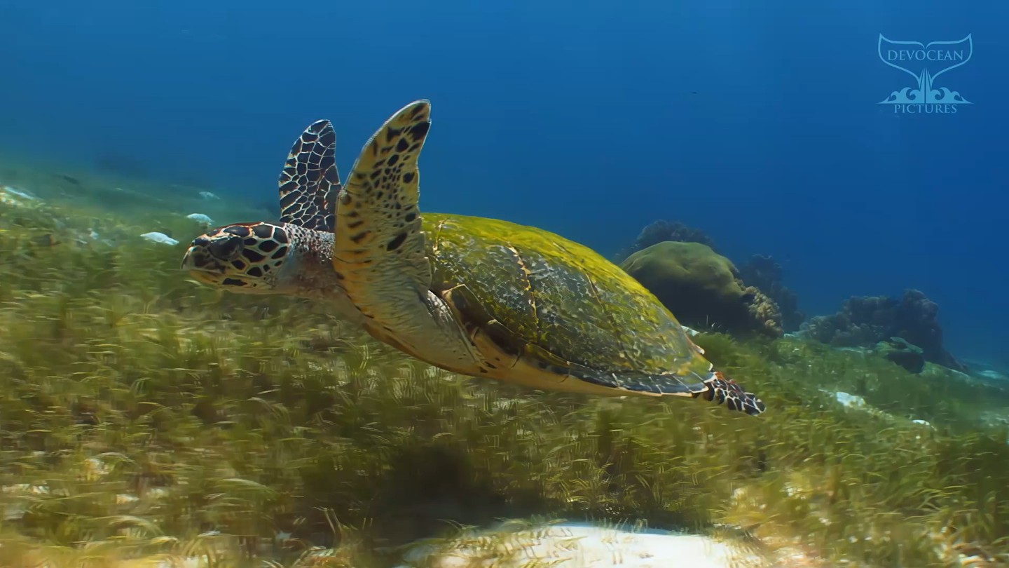 🌏 It is World Sea Turtle Day 2022! Let's celebrate with a minute of relaxation - already number 40 of our series "Take a Minute to Relax".

💙 In this relaxing minute, we invite you to swim alongside one of the more famous and beloved ocean creatures, the Hawksbill sea turtle (Eretmochelys imbricata). These marine reptiles, and yes they are reptiles, have been roaming the world’s oceans for an incredibly long time. It is believed that the “Cheloniidae” family, the name of these marine turtles, has been living on our planet since the last Mesozoic Era, more than 100 million years ago! Making them some kind of living fossils. 

🪸 Hawksbills provide an important service to coral reefs as a whole by eating predominately sponges. Hereby they keep open space on the reef for other marine life forms to thrive, such as corals.

⛱ Habitat loss, using the ocean as a dumping ground for all sorts of human waste products as well as fuelling climate change are putting pressure on sea turtle populations. Therefore, hawksbills are protected under the CITES treaty. However, there is still illegal trade in turtle products.

👉 Read more about the important role of hawksbills, their lifecycle and the origins of the name Eretmochelys imbricata on our YouTube channel (link in bio). 

🙏 Thank you for subscribing and supporting our work this way!

#seaturtle #worldseaturtleday #hawksbill #Eretmochelysimbricata #Balicasag #turtles #diving #TakeaMinute #conservation #Philippines #savetheocean #reefprotection #SonyV1p #Amphibico #TakeaMinute #videoseries #relax #seagrass #visayas #bohol #panglao #alonabeach
