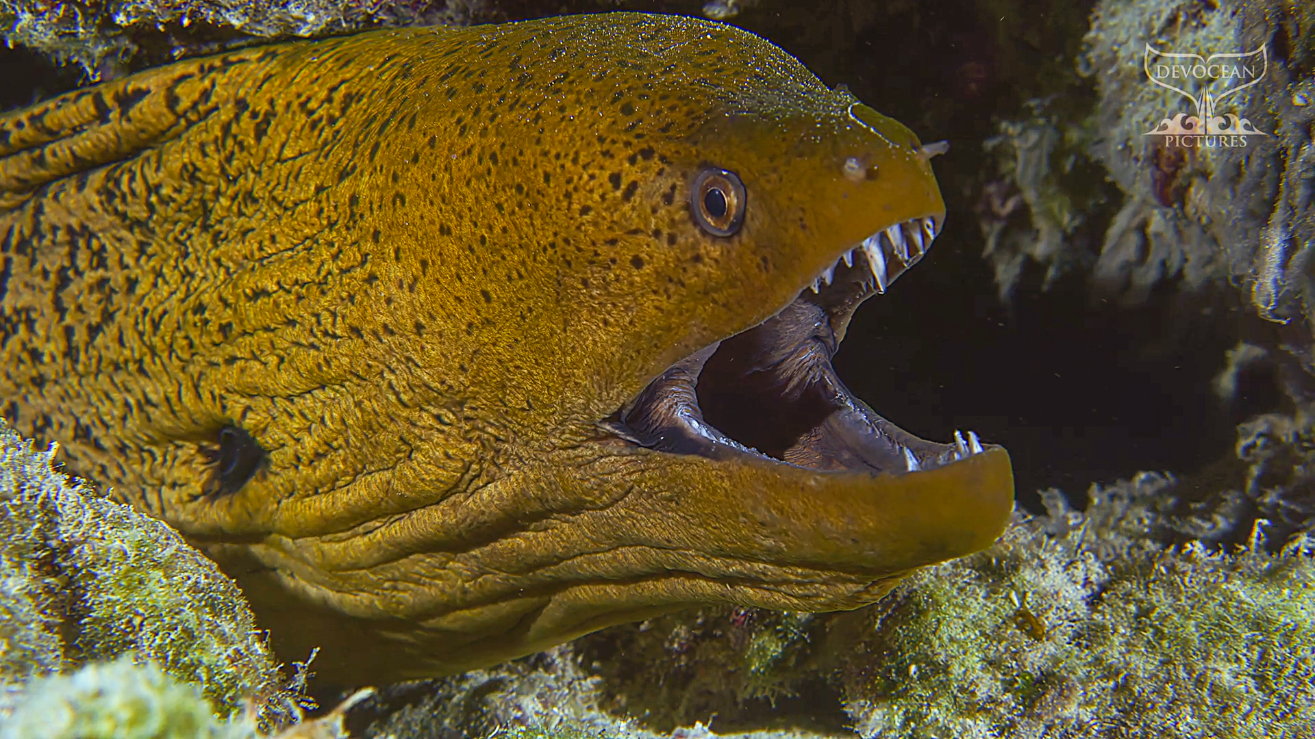 Giant Moray Eel Gymnothorax Javanicus Devocean Pictures Giant Moray Eel Gymnothorax Javanicus Devocean Pictures